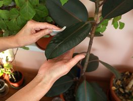 Cut Back Or Cleaned Houseplants
Garden Design
Calimesa, CA