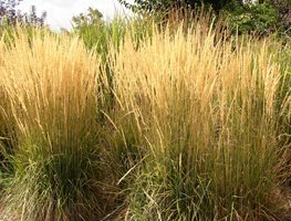 Cut Back Ornamental Grasses
Garden Design
Calimesa, CA