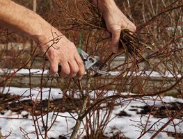 Cut Back Shrubs Hard
Garden Design
Calimesa, CA