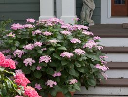 Cut Back Some Varieties Of Hydrangeas
Garden Design
Calimesa, CA