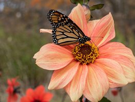 Dahlia 'bishop's Children Mix'
Garden Design
Calimesa, CA