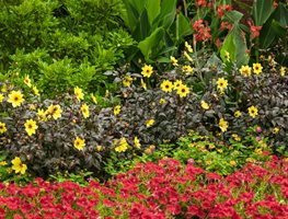 Dahlias
Garden Design
Calimesa, CA