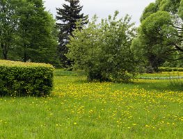 Dandelion Field
Garden Design
Calimesa, CA