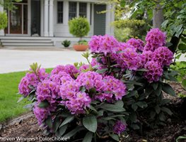 Dandy Man Purple Rhododendron, Purple Flowers, Rhododendron
Proven Winners
Sycamore, IL