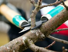 Deadheading
Garden Design
Calimesa, CA