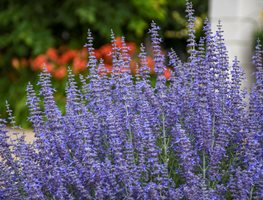 Denim N Lace, Russian Sage
Proven Winners
Sycamore, IL