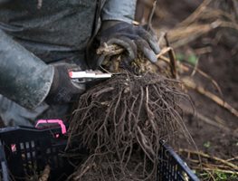 Dig Up & Store Tender Plants
Garden Design
Calimesa, CA