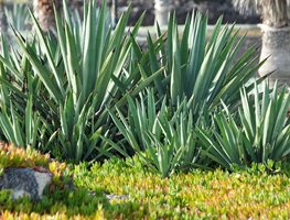 Divide Agave
Garden Design
Calimesa, CA