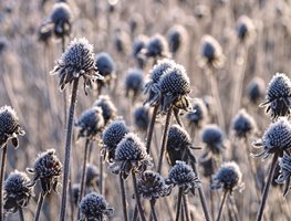 Divide Certain Perennials
Garden Design
Calimesa, CA