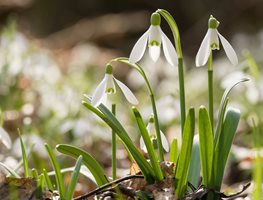 Divide Clumps Of Snowdrops
Garden Design
Calimesa, CA