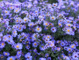 Divide Perennials
Garden Design
Calimesa, CA