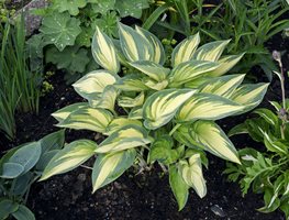 Divide Summer- And Fall-Blooming Perennials
Garden Design
Calimesa, CA