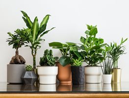 Do A Houseplant Checkup
Garden Design
Calimesa, CA