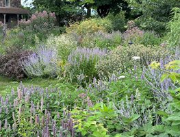 Early August, Native Perennial Garden, Joe Pye Weed, Anise Hyssop
Garden Design
Calimesa, CA