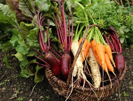 Edible Crop
Garden Design
Calimesa, CA