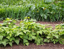 Edible Harvest
Garden Design
Calimesa, CA