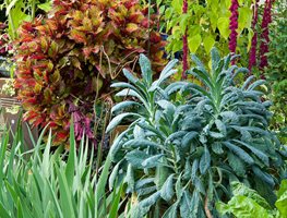 Edibles, Ornamentals, Kale, Coleus
Garden Design
Calimesa, CA