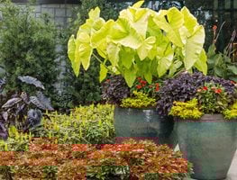 Elephant Ear Container Planting, Atlanta Botanical Garden
Garden Design
Calimesa, CA