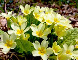 English Primrose, Yellow Primrose Flowers
Shutterstock.com
New York, NY