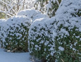 Evergreen Shrubs In Snow
Shutterstock.com
New York, NY