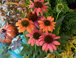 Fall Containers Course
Garden Design
Calimesa, CA