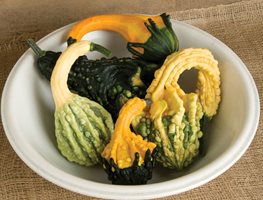 Fall Veggies
Garden Design
Calimesa, CA