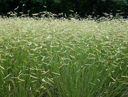 Feed & Cut Back Ornamental Grasses
Garden Design
Calimesa, CA