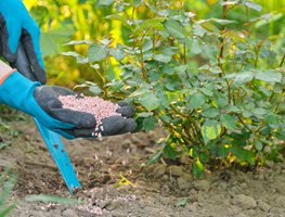 Feed & Water Roses
Garden Design
Calimesa, CA