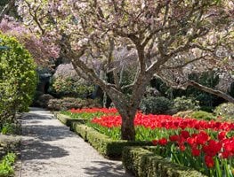 Filoli Garden, Tulips, Spring Bulbs
Garden Design
Calimesa, CA