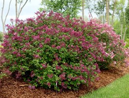 Flowering Shrubs
Garden Design
Calimesa, CA