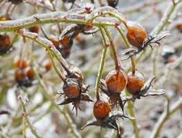 Frozen Seed Pods, Winter Garden
Garden Design
Calimesa, CA