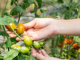 Fruit Harvest
Garden Design
Calimesa, CA