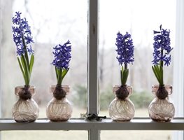 Garden Design
Calimesa, CA