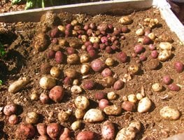 harvesting potatoes