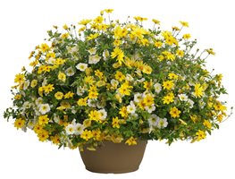 Get All Your Annual Flowers Growing
Garden Design
Calimesa, CA