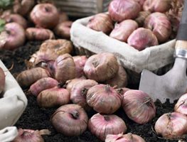 Get Spring-Planted Bulbs, Corms, Tubers & Rhizomes In The Ground
Garden Design
Calimesa, CA