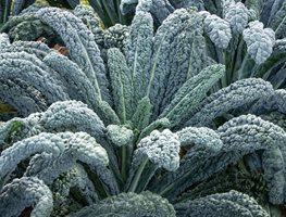 Get Those Cool-Season Crops In The Ground
Garden Design
Calimesa, CA