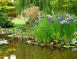 Get Your Water Garden Going Again
Garden Design
Calimesa, CA
