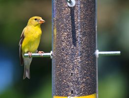 Give Your Property A Little Maintenance
Garden Design
Calimesa, CA