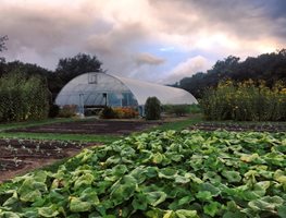 Great Edible Garden
Garden Design
Calimesa, CA