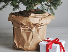 Grow A Live Christmas Tree
Garden Design
Calimesa, CA