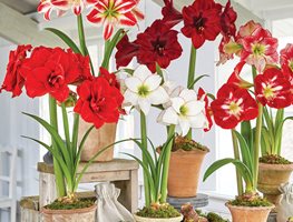 Grow Bulbs Indoors
Garden Design
Calimesa, CA