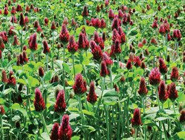 Grow Cool-Weather Crops Or Plant A Cover Crop
Garden Design
Calimesa, CA