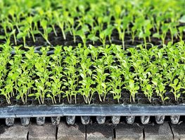 Grow Microgreens
Garden Design
Calimesa, CA