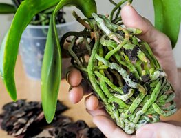 Growing Orchids
Garden Design
Calimesa, CA