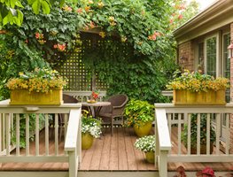 Growing Vines
Garden Design
Calimesa, CA