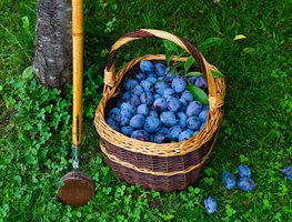 Harvest, Harvest, Harvest
Garden Design
Calimesa, CA