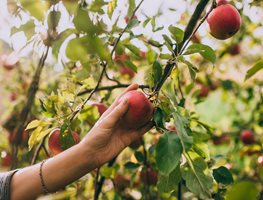 Harvest Produce
Garden Design
Calimesa, CA