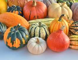 Harvest Pumpkins & Winter Squash
Garden Design
Calimesa, CA