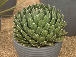 Heat Tolerant Containers
Garden Design
Calimesa, CA